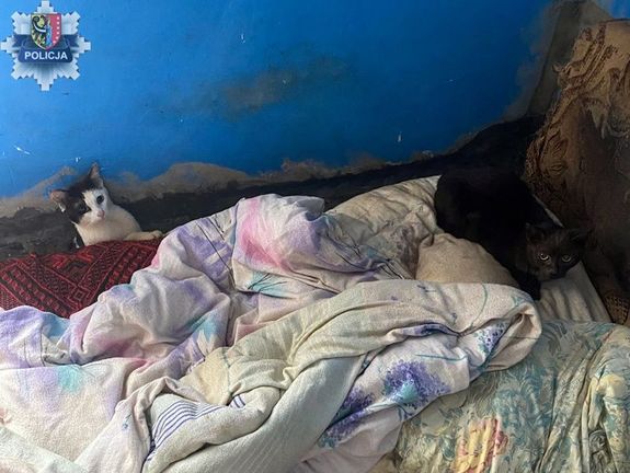 Brudna pościel i ściany i leżące na tym łóżko dwa koty