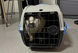 Kot w transporterze czekający na Posterunku Policji w Domaniowie