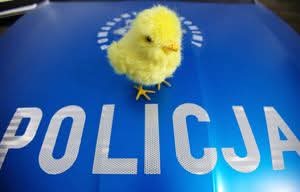 napis Policja i kurczaczek wielkanocny
